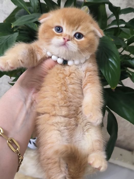 Котята чистокровные