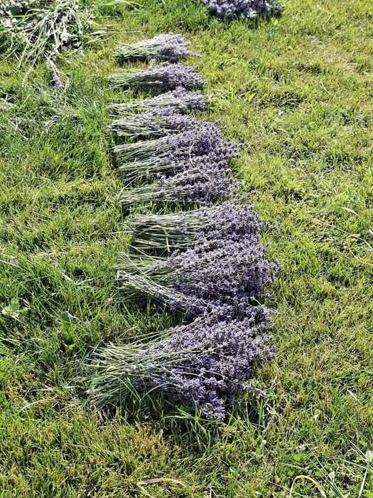 Lavanda proaspăt recoltata
