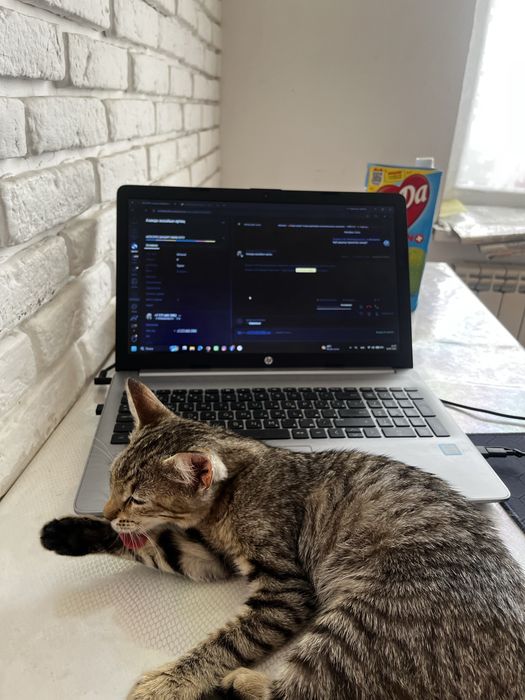 Кошечка чистенкая