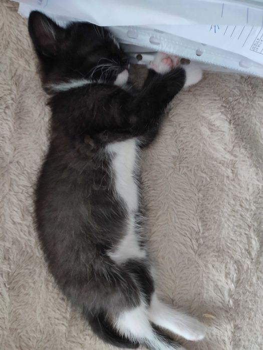 Ищет семью кошечка