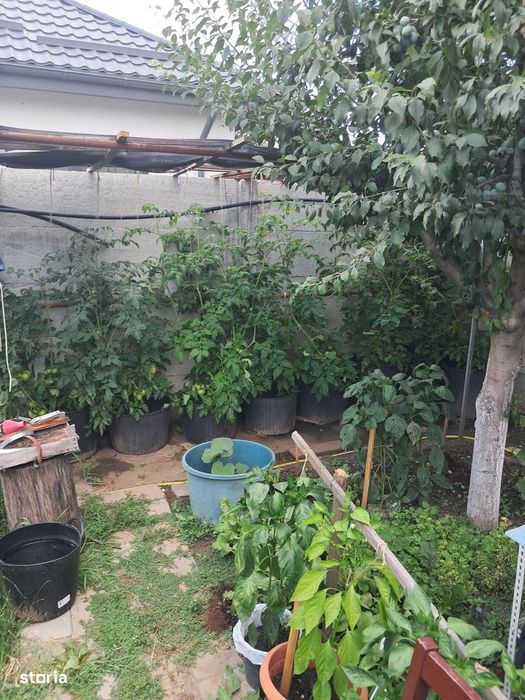 Casă Deosebită pe Structură de Lemn – Domnești Zona Țegheș | padure