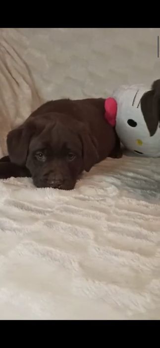 Щенки лабрадора ретривера