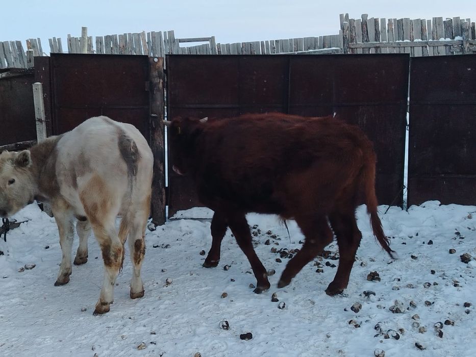 Продам двух бычков