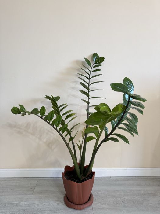 Замиокулькас