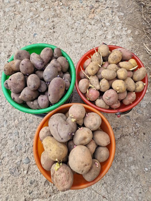 Продам семенной картофель