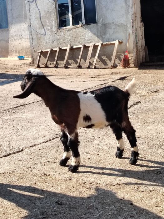 Țăpisor anglo nubian