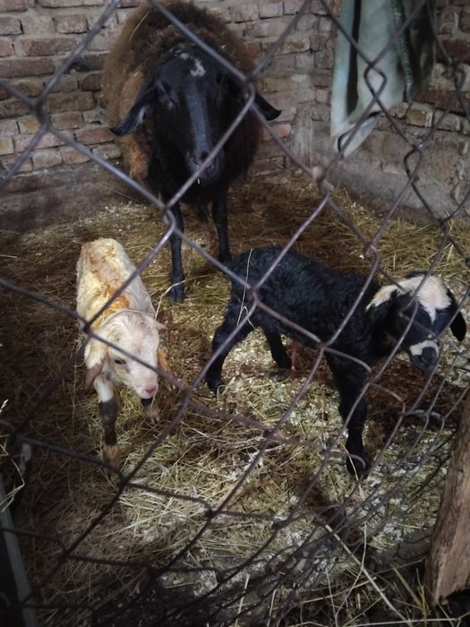 Добре гледани агнета.