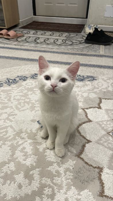 продам белый кот