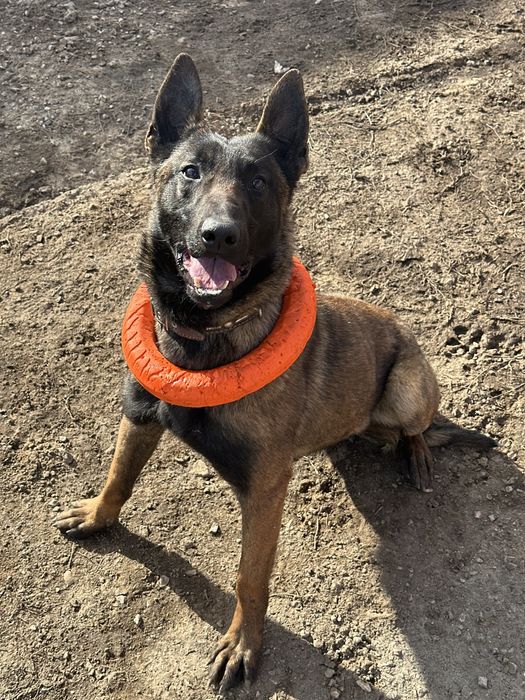 ВЯЗКА Бельгийская овчарка(малинуа)