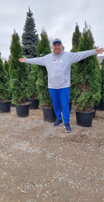 Туи смарагд,Можжевельник,Ели,Сосны.