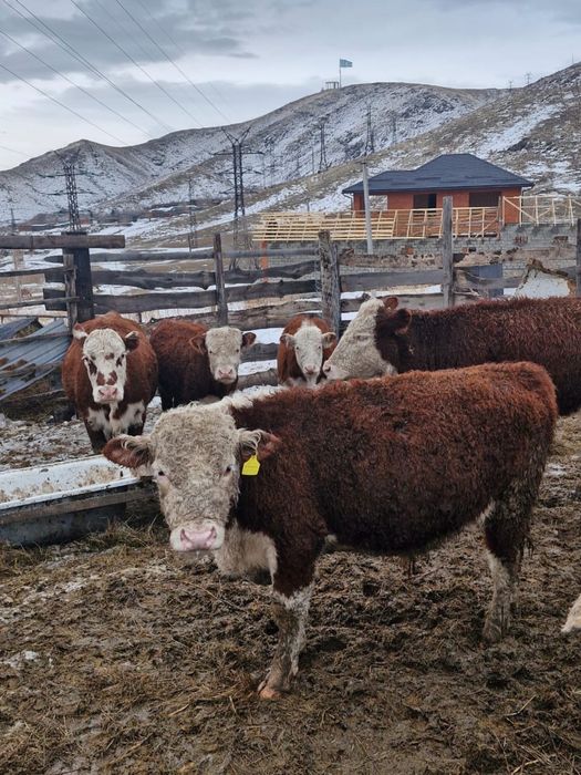 Продаются быки полторашки