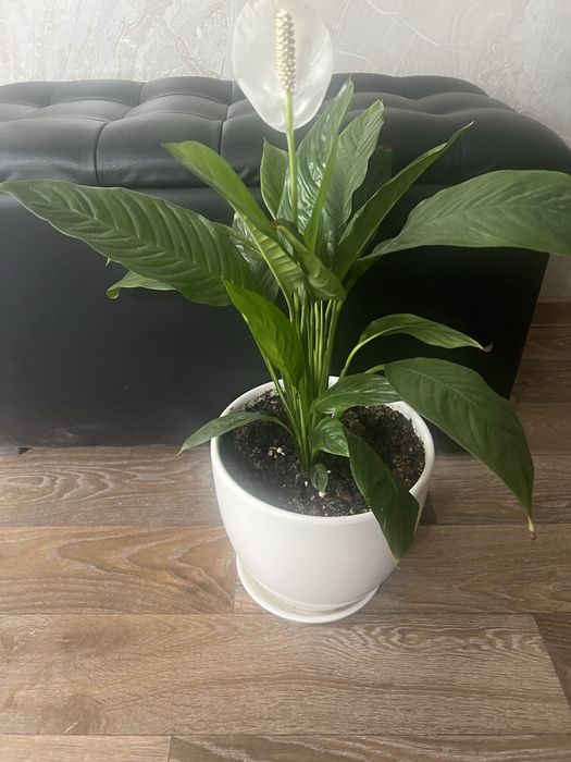 Продам комнатные цветы