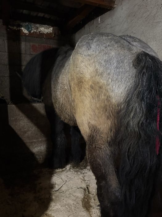 De vanzare doi armasarii,lucrati la padure