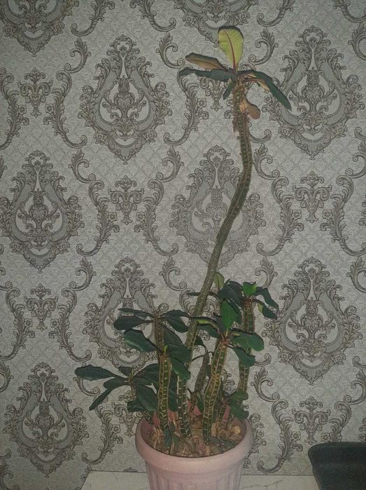 Продам комнатные цветы разные