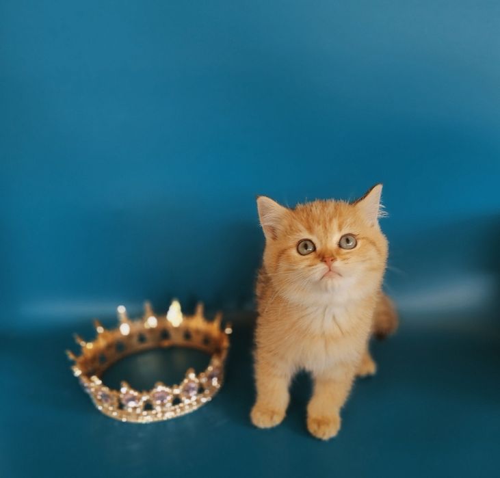 Котята Золотые Шиншиллы