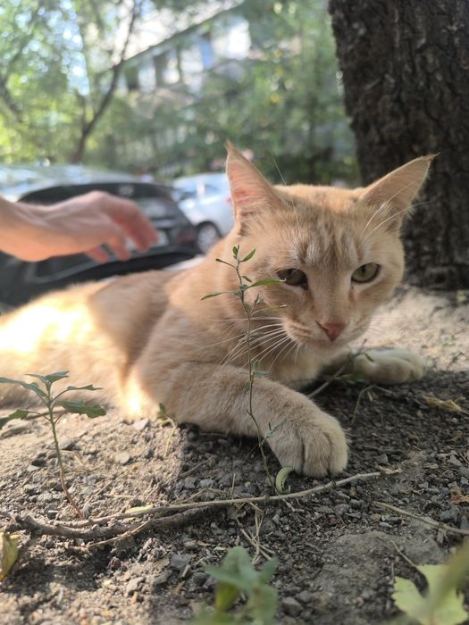 Рыжий кот Персик