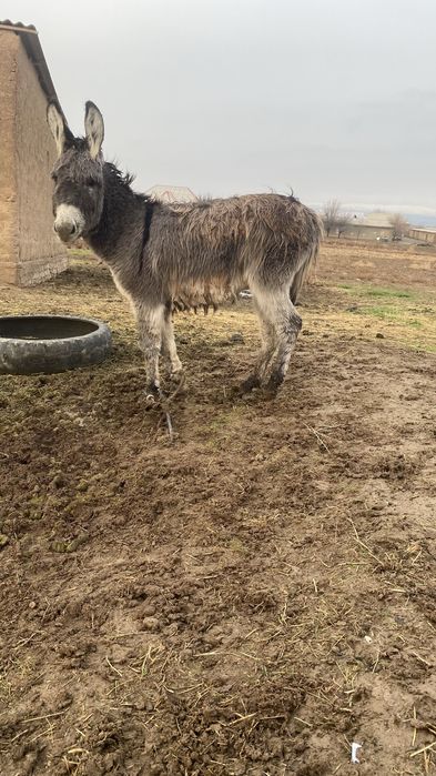 Eshshak sotiladi srochna