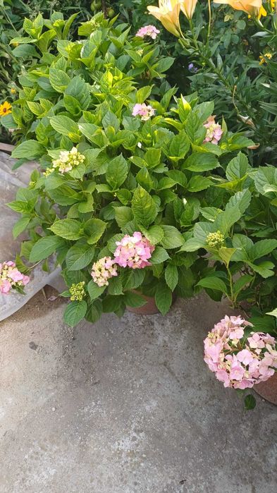 hortensia de vanzare