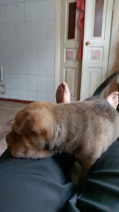 Продам щенков шарпея