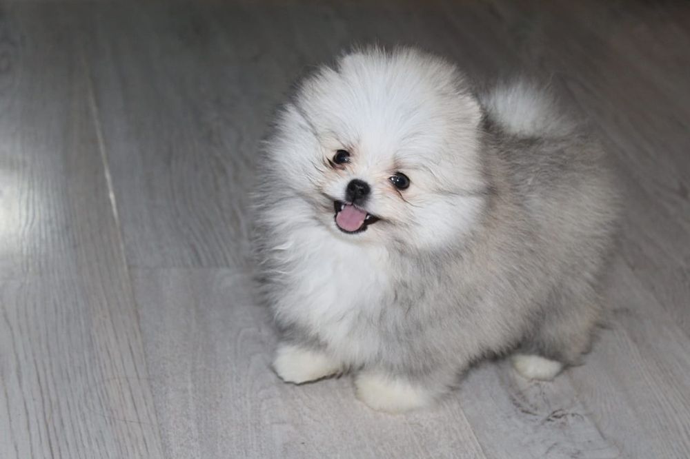 Щенки шпица с документами