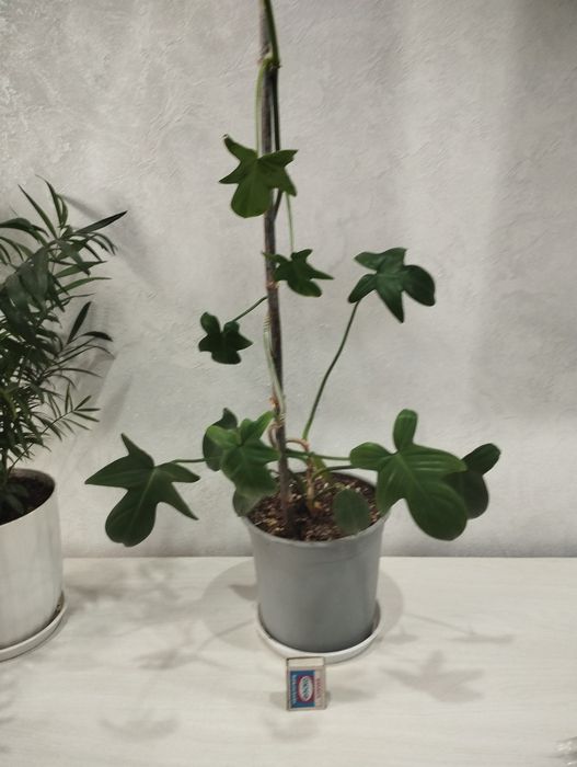 Продам комнатные растения