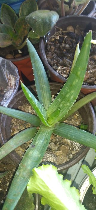 Комнатные цветы.