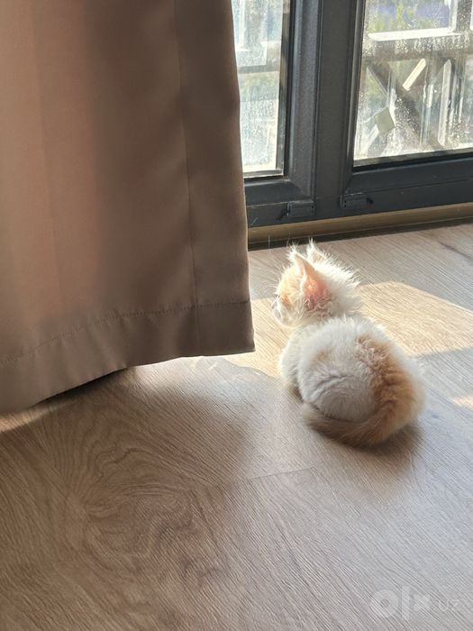 Котенок 2 месяца