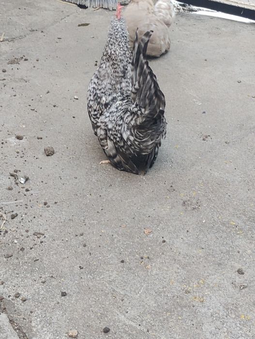 Cocoșel chabo barat