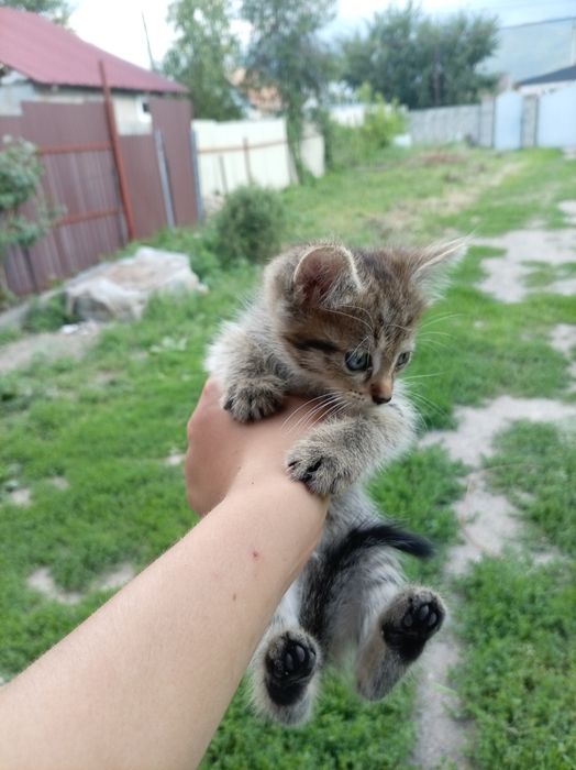 Отдам котят в добрые руки