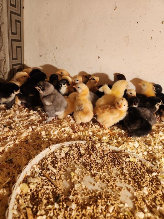 Brama jo'jalar sotiladi