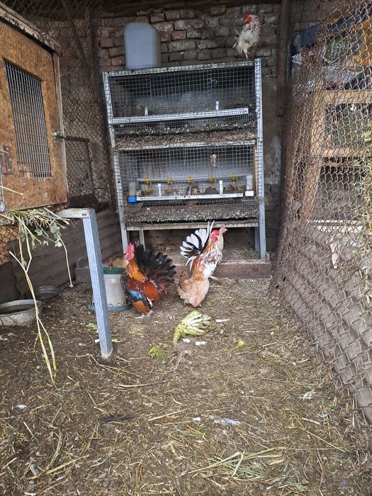 легхорн,серама,декоративни