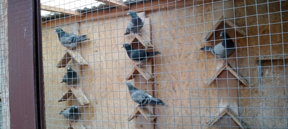 Desfiintez crescătoria