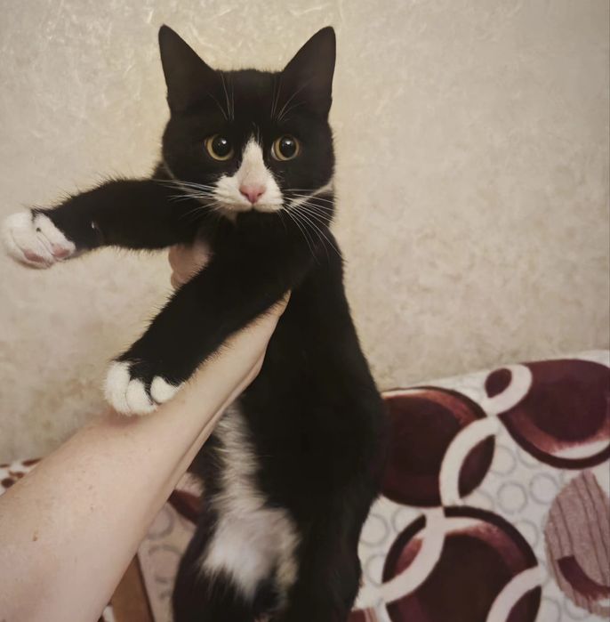 Отдадим даром котика!