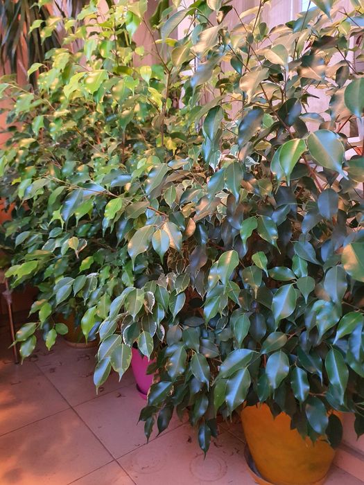 Продавам 4 бр.фикуси Бенджамин