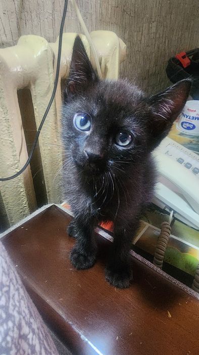 Отдаем котят в добрые руки
