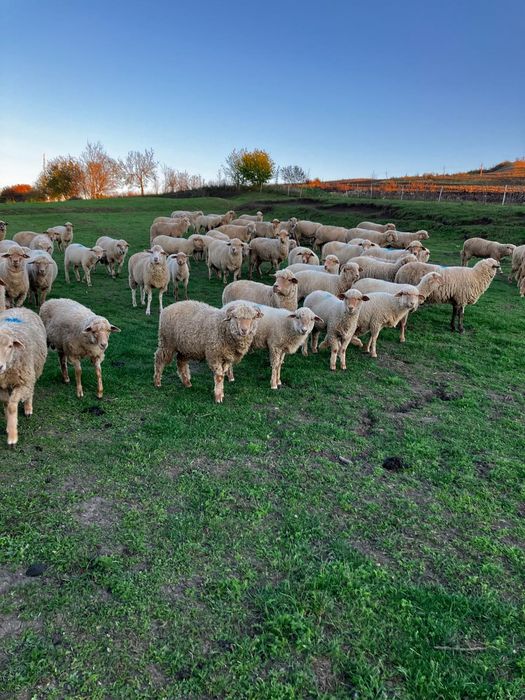 Vând berbecuți 2025