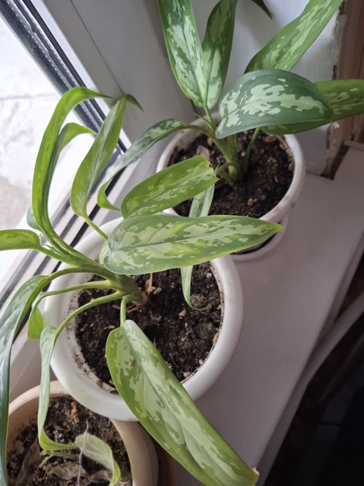 Продам комнатные цветочки