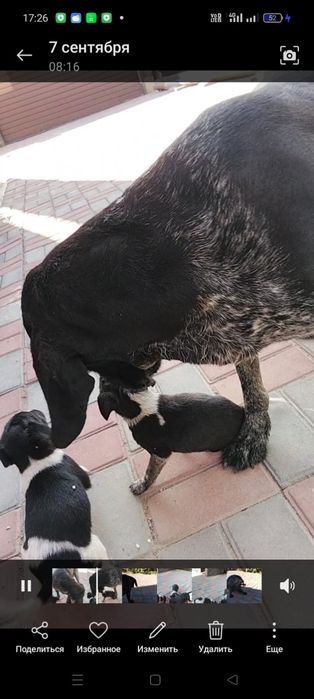 Отдам щенков дратхаара
