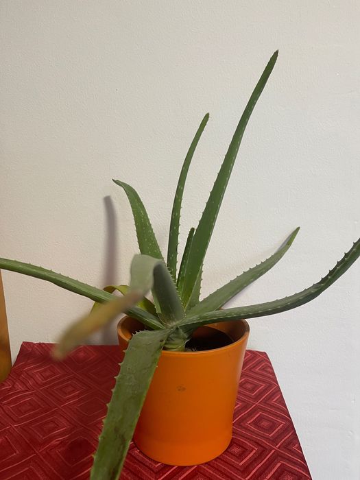 Planta aloe Vera naturală 40 cm