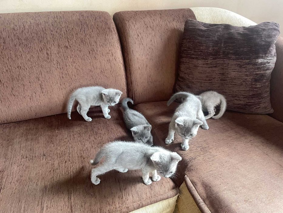 Британски котенца