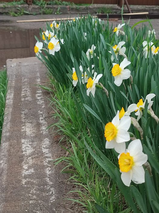 Крупно корончатые нарциссы. Луковицы