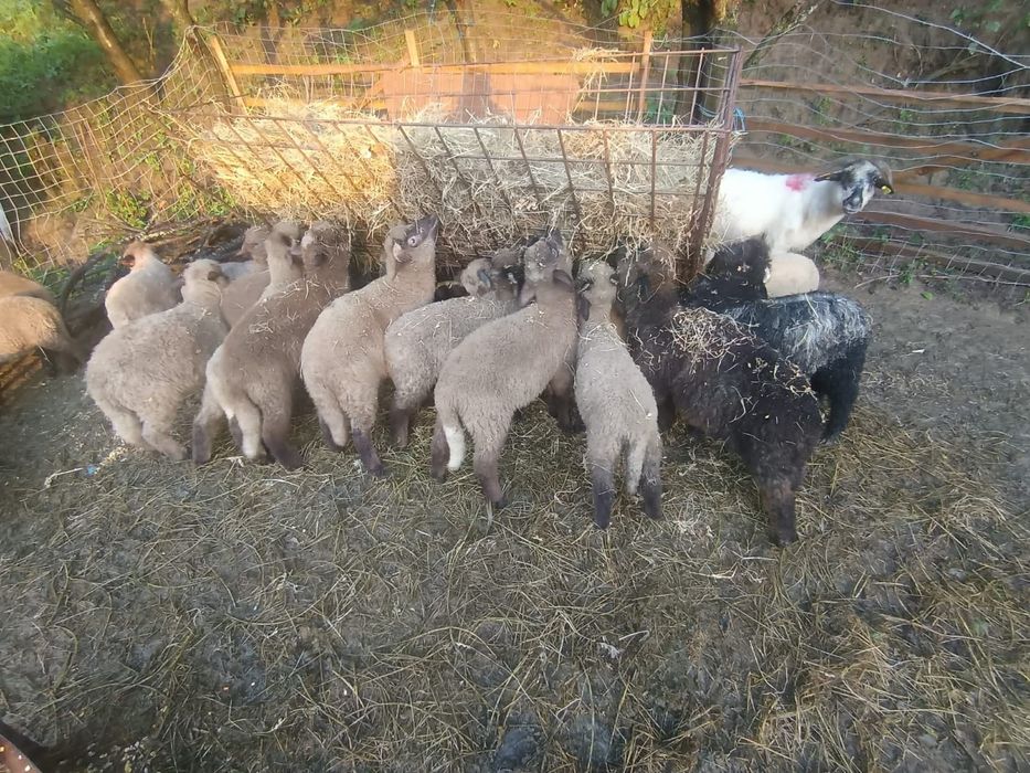 30 de miei și 1 mioara Preț între 280 și 400 bucata
