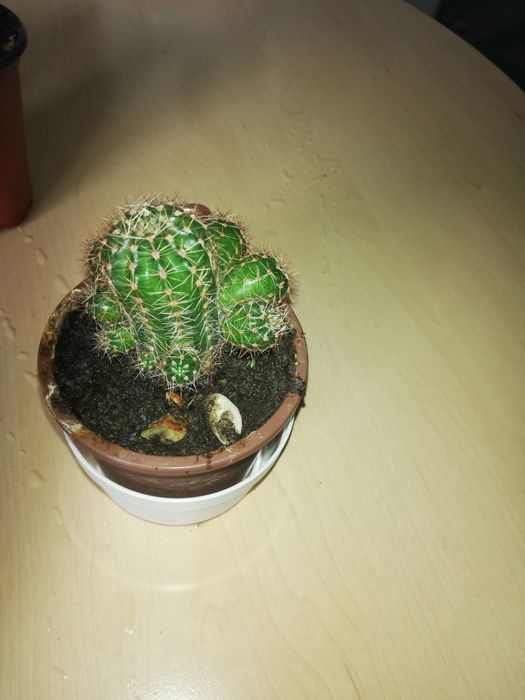 Продам небольшие кактусы