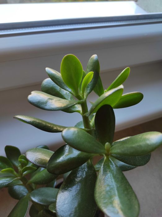 Красула, дървото на живота,различни по възраст,размерикрасиви растения