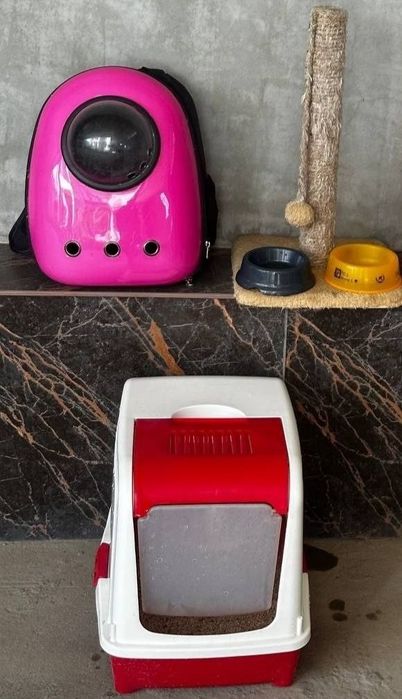 Кошка скоттиш фолд со всеми принадлажностьями