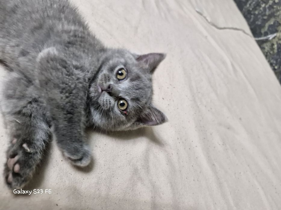Британские котята