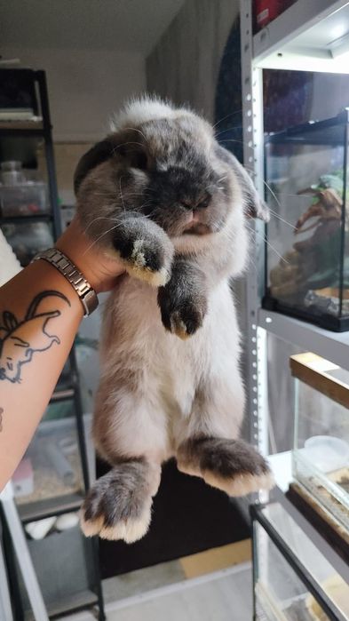 Минилоп зайка мальчик