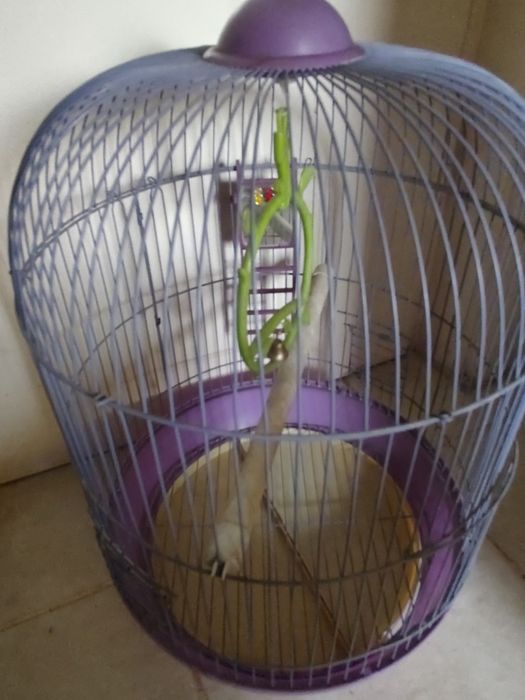 Colivie mare papagal, peruș, sticlete, pițigoi