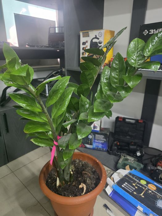 Продам долларовое дерево (Замиокулькас)