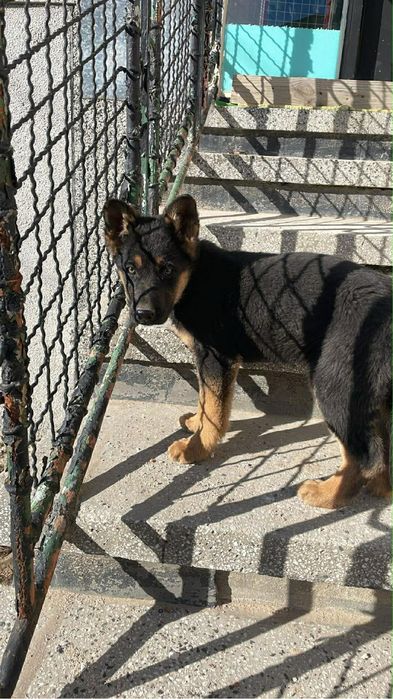 чистокръвна немска овчарка